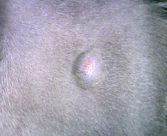 ZEROyamaken's tweet image. 🐾猫のワクチン接種🐾
獣医さんが「○○(部位)に注射しました」って教えてくれると思います

要チェック✅
赤くなったり、腫れや痛みなどのサインがないか見てあげてください👀
数日後であっても、何か異変を感じたら獣医さんに相談してください🐱💕
#猫のワクチン #猫の健康 #猫の注射部位肉腫