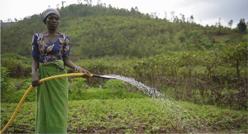"Without water, crops do not grow, there is nothing to sell and families cannot afford food." <a href="/FAO/">Food and Agriculture Organization</a> 
📸<a href="/FAORwanda/">FAO in Rwanda</a> 
#KnoWat