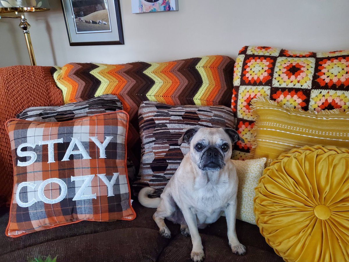 Stay Cozy, friends!!🙂💜
#pug 
#pugchat
#puglove
#puglife
#pugtalk