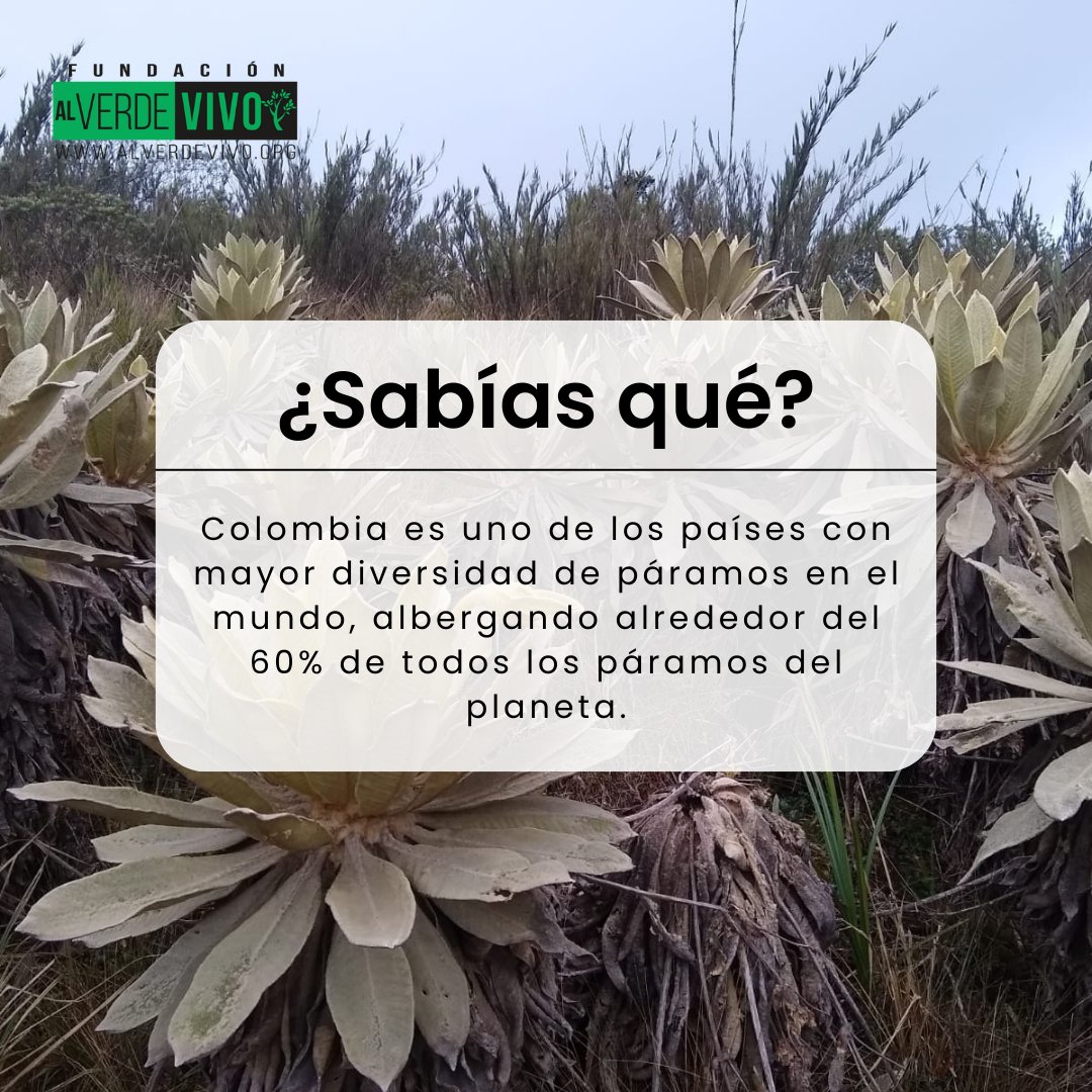 AlVerdeVivoOrg's tweet photo. ✨🌿 ¡Nuestra naturaleza esconde secretos asombrosos! 🤩📚 Descubre los tesoros ocultos en nuestra nueva sección "Sabías que". 🌏💧¡Síguenos! #SabíasQue #Naturaleza #Páramos #Descubre #FundaciónAlVerdeVivo https://t.co/8r0FZm6bg2