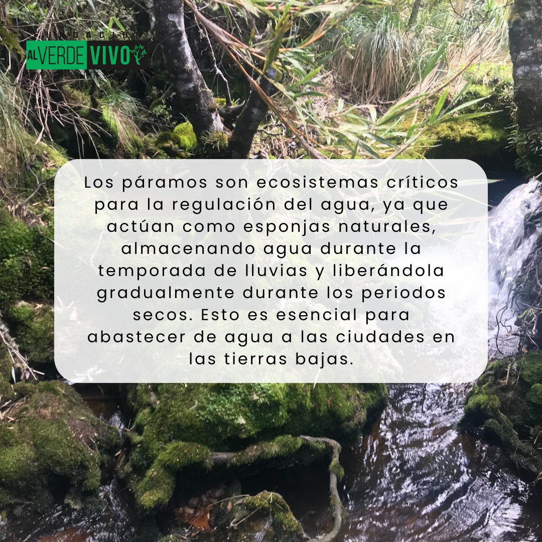 ✨🌿 ¡Nuestra naturaleza esconde secretos asombrosos! 🤩📚 Descubre los tesoros ocultos en nuestra nueva sección "Sabías que". 🌏💧¡Síguenos! #SabíasQue #Naturaleza #Páramos #Descubre #FundaciónAlVerdeVivo
