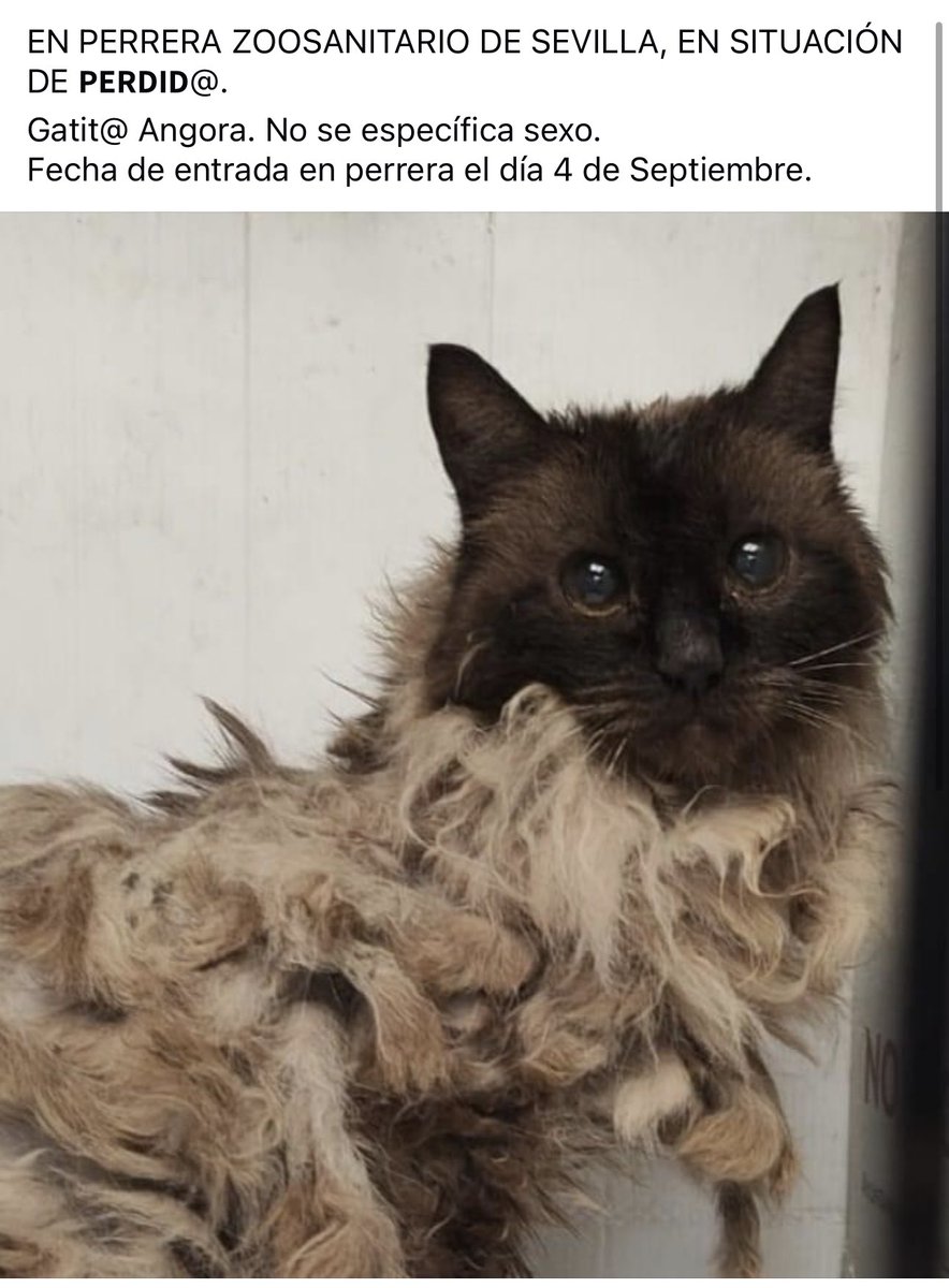 Hola soy Nube, la gatita sacada de zoosanitario y operada de urgencias por infección en ovarios. He sufrido el abandono más horrible del mundo pero ahora estoy recuperadita aunque con unos traskiloncillos jeje y busco casita. SOY SUUUUPER BUENA ¿a que soy muy guapa? 🐾🥰