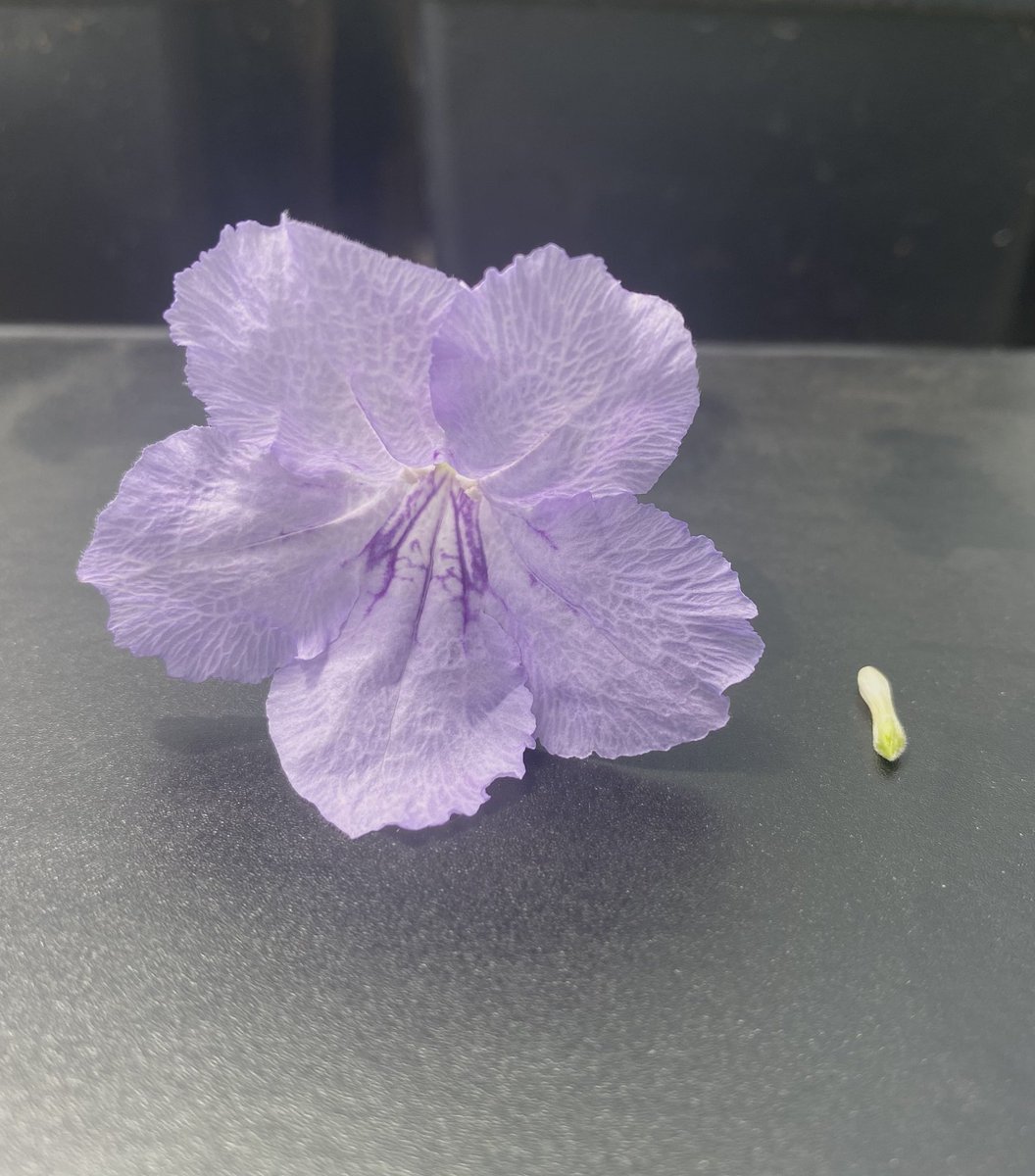 Botanical Society of America (@botanical_) on Twitter photo *#AJB Accepted Article*
Can heterosis & inbreeding depression explain the maintenance of #outcrossing in a cleistogamous perennial?
(By <a href="/botany_taty/">Tatyana Soto - #BlackBotanistsWeek</a>, <a href="/Juan_RojasG/">Juan Diego Rojas-Gutierrez</a>, & @quercus62)
bsapubs.onlinelibrary.wiley.com/doi/10.1002/aj… #botany #Acanthaceae #evolution <a href="/wileyplantsci/">Wiley Plant Science</a> <a href="/WileyEcolEvol/">Wiley Ecology & Evolution</a> *#AJB Accepted Article*
Can heterosis & inbreeding depression explain the maintenance of #outcrossing in a cleistogamous perennial?
(By <a href="/botany_taty/">Tatyana Soto - #BlackBotanistsWeek</a>, <a href="/Juan_RojasG/">Juan Diego Rojas-Gutierrez</a>, & @quercus62)
bsapubs.onlinelibrary.wiley.com/doi/10.1002/aj… #botany #Acanthaceae #evolution <a href="/wileyplantsci/">Wiley Plant Science</a> <a href="/WileyEcolEvol/">Wiley Ecology & Evolution</a>