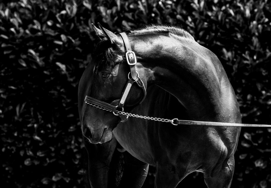 Coolmore (@coolmorestud) on Twitter photo Gerry Aherne goes to โฌ68,000 on behalf of MV Magnier for Lot 374, a handsome colt by first crop sire & Gr.2 #RoyalAscot-winning 2YO ARIZONA, consigned by <a href="/Egmont_Stud/">Mark Flannery</a> @tatts_ireland #CoolmoreSires #HomeOfChampions Gerry Aherne goes to โฌ68,000 on behalf of MV Magnier for Lot 374, a handsome colt by first crop sire & Gr.2 #RoyalAscot-winning 2YO ARIZONA, consigned by <a href="/Egmont_Stud/">Mark Flannery</a> @tatts_ireland #CoolmoreSires #HomeOfChampions