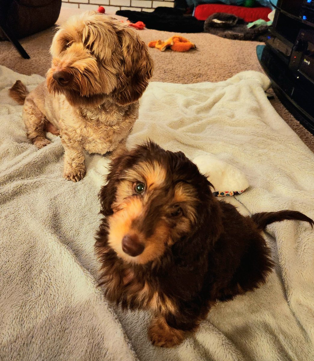 Double the weiners, double the fun #minidoxie #doxies #dachshund