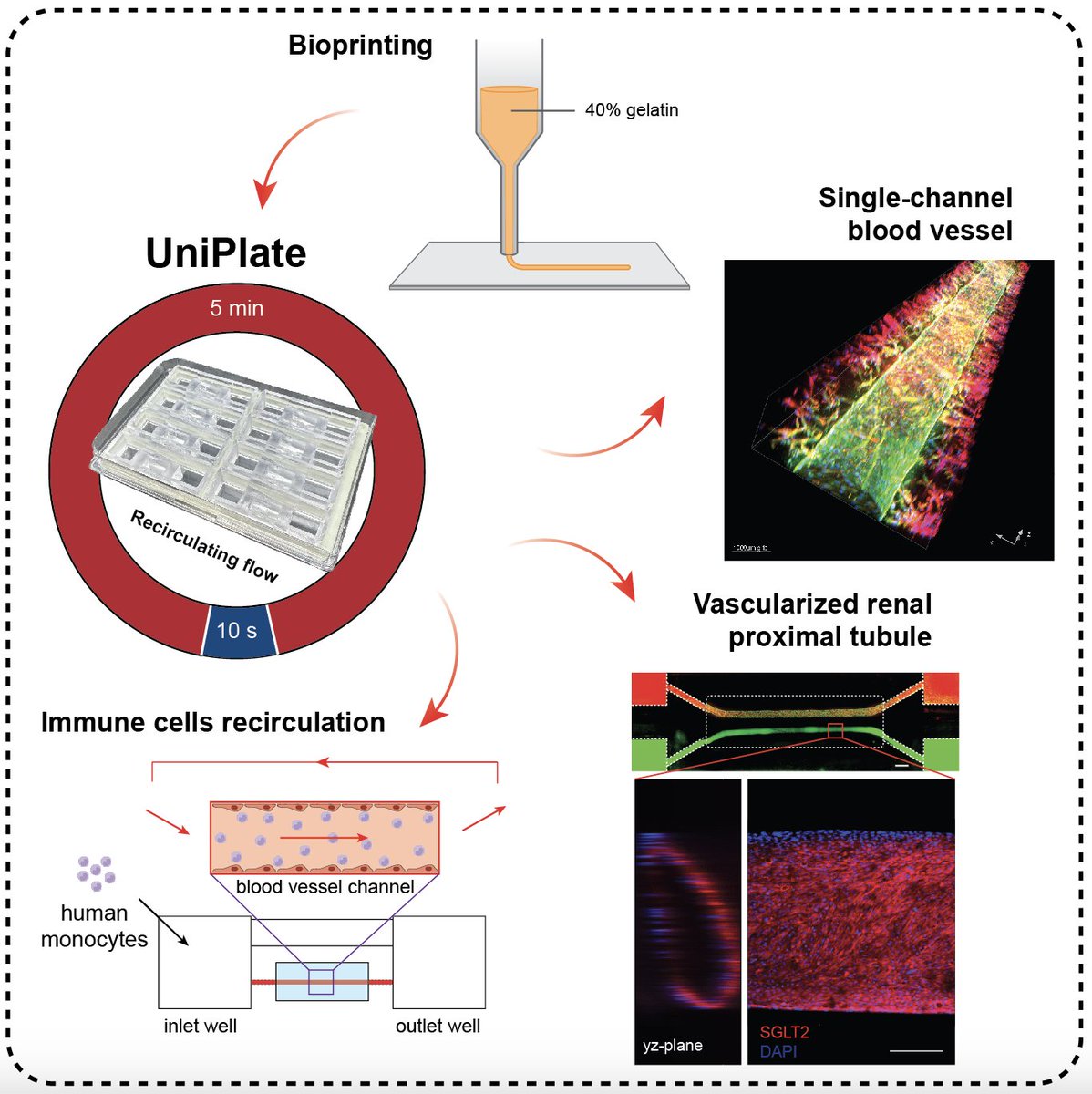 New paper alert🚨 We are excited to share our latest publication from @BZhangLab in Adv Healthc Mater. We show a pumpless platform that facilitates longterm recirculating flow of 3D printed tubular tissues using a programmable rocker. Check it out here: doi.org/10.1002/adhm.2…