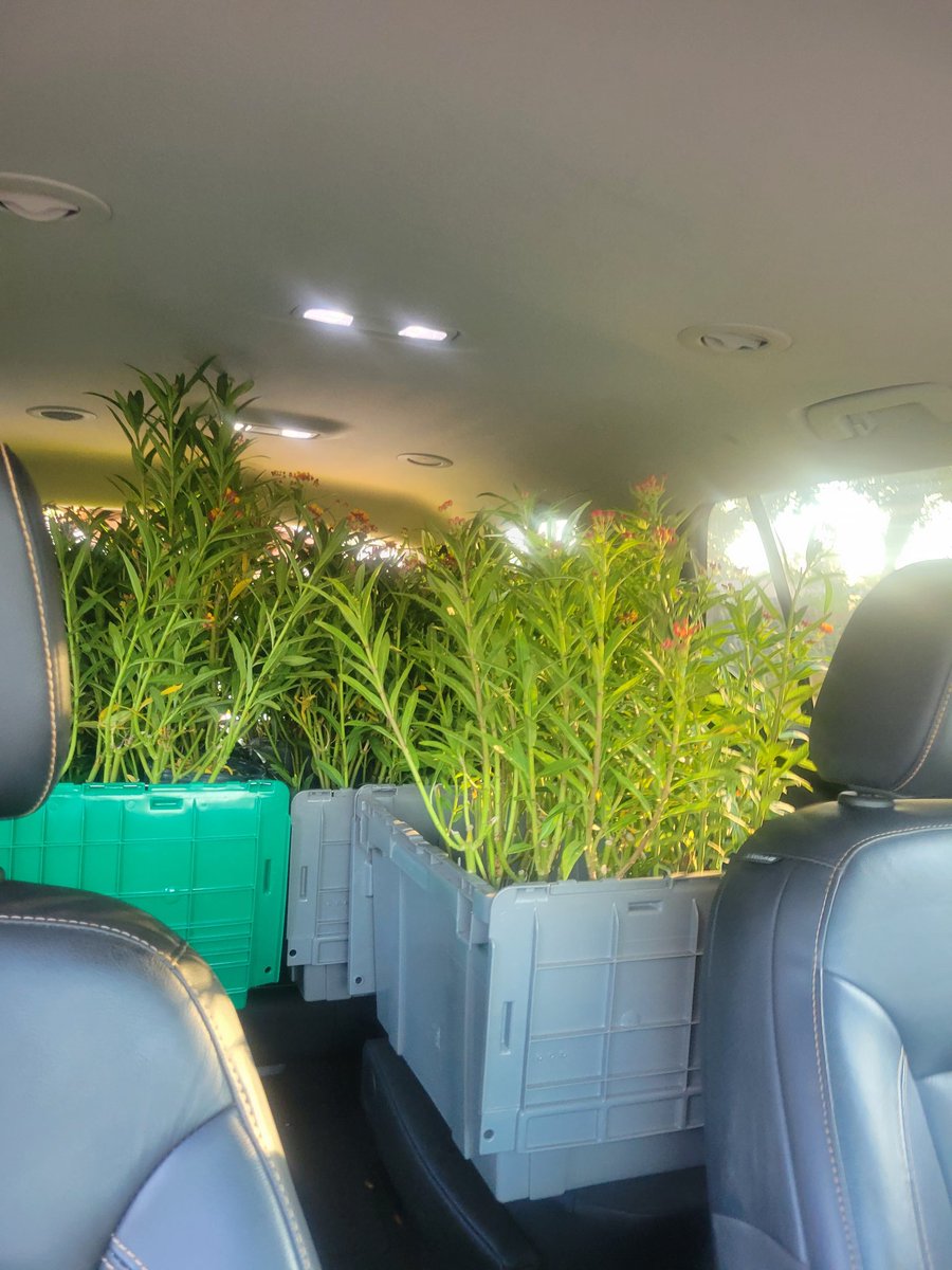 Amanda Dickson tweet media