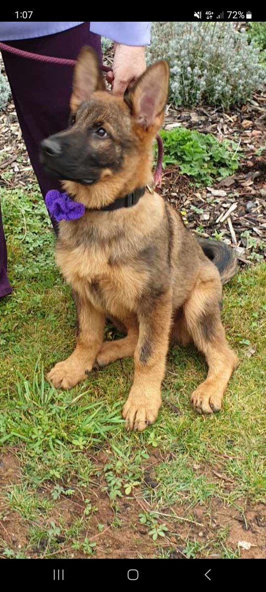 Murphy's Army tweet media