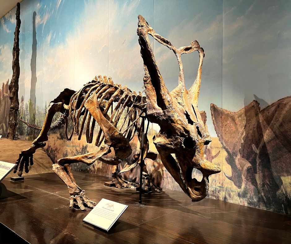 RoyalTyrrell's tweet photo. What’s up with the strange frill on this ceratopsian dinosaur? Chasmosaurus belli has two large openings (‘fenestrae’) in the top of its frill. https://t.co/vJzFYCg1Og