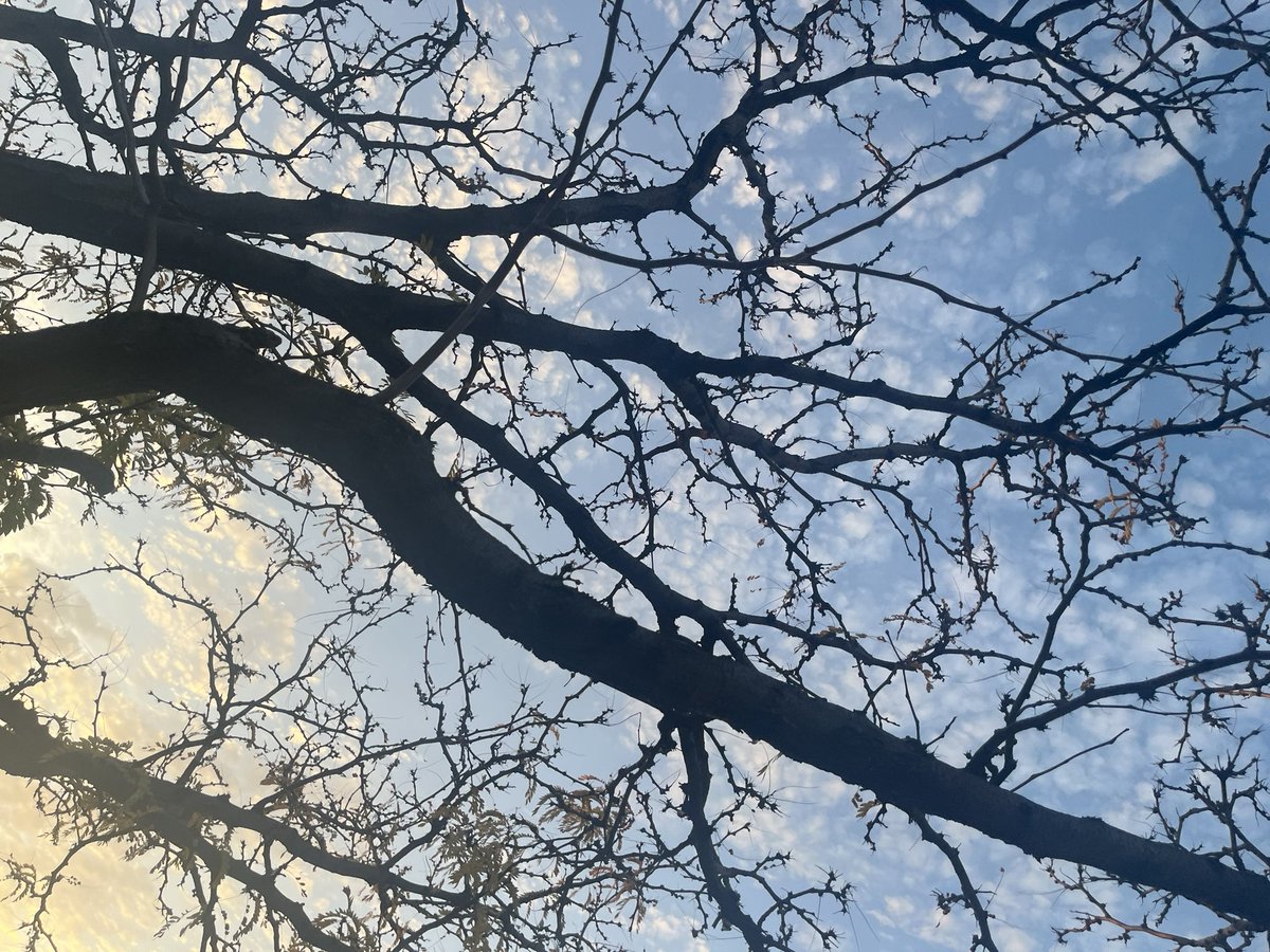 glorygalorey's tweet photo. <3333 more from this mornings walk 💞💞💕💕💕💕
#flowers #garden #picoftheday #pictureart #gardening #pinkflowers #trees #clouds https://t.co/91dztg8jum