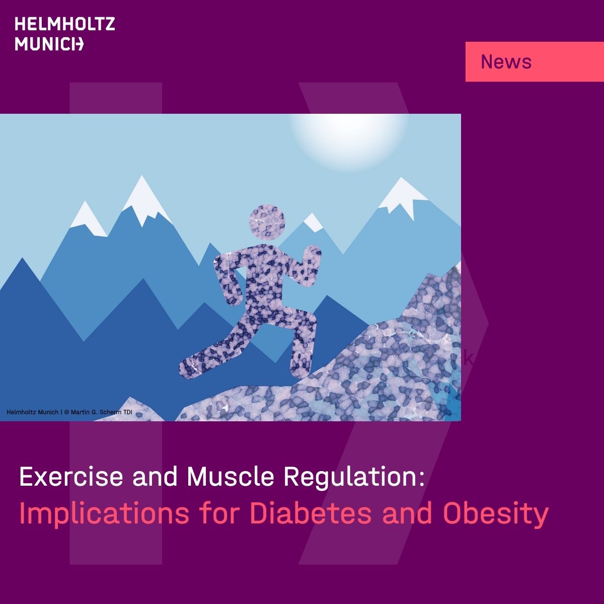 #Obesity &amp; #diabetes: New findings for #precisionMedicine
💡Researchers at #HelmholtzMunich unraveled the cellular basis &amp; signaling pathways responsible for the positive impact of physical activity on our #health. 
Crucial: the immune-muscle crosstalk
👉t1p.de/rxfut