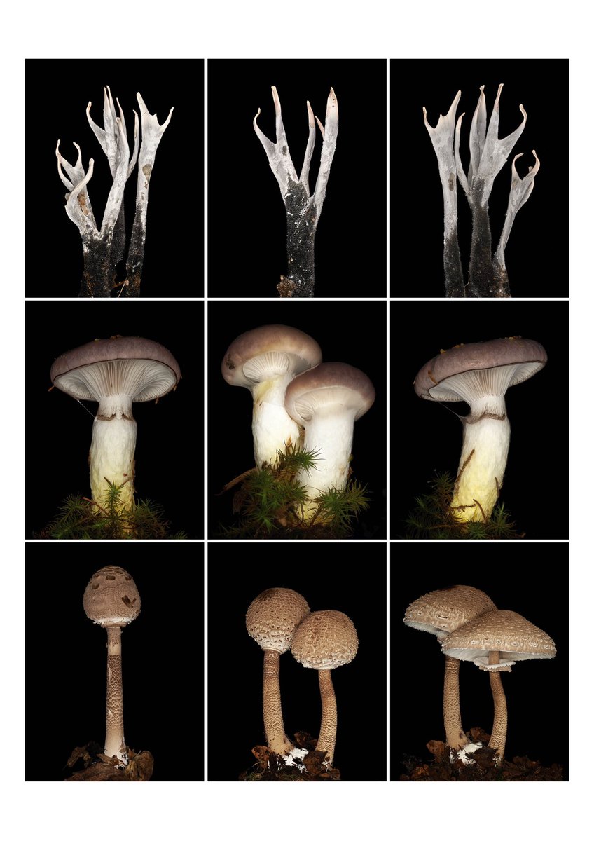 ColorsProjekt's tweet photo. The Mushroom is the Elf of Plants -
At Evening, it is not
At Morning, in a Truffled Hut
It stop opon a Spot
— Emily Dickinson

Pilze Sammlung 1 

#colorsprojekt #mushrooms #FungiKingdom #photograghy https://t.co/Lnx5l4eyDa