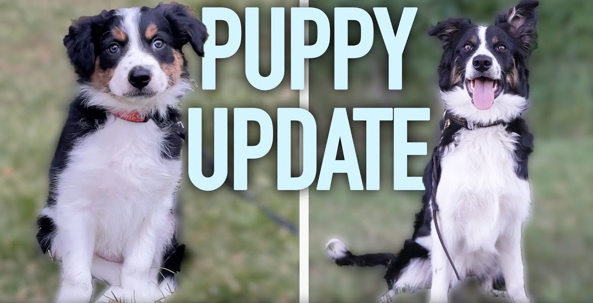 McLovins Pet tweet media