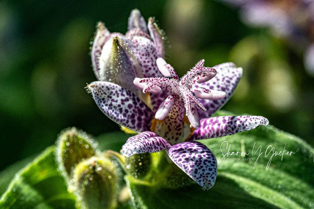 sygdesigns's tweet photo. Happy Wednesday!
#flowers #flowephotography #floweroftheday #picoftheday #flowerlovers #botany #botanyphotography #macrophotography #macroflwoer #macronature #nature #naturephotography #naturelovers #Nikon #nikoncreators #nikonphotography #FlowersOfTwitter #flower #closeupphoto https://t.co/XE7Mx6QcXQ