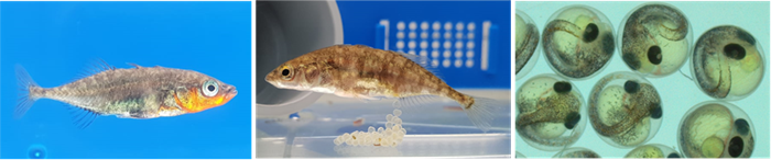 Behavioural Ecology Lab (UVigo) (@lab_ecology) on Twitter photo Oportunidad para realizar la tesis doctoral en ecología evolutiva de peces.
Centro de Investigación Mariña - Universidade de Vigo
<a href="/CIM_Uvigo/">CIM UVigo</a> <a href="/lab_ecology/">Behavioural Ecology Lab (UVigo)</a> <a href="/uvigo/">Universidade de Vigo</a> #sticleback
cim.uvigo.gal/ofertas-de-emp… Oportunidad para realizar la tesis doctoral en ecología evolutiva de peces.
Centro de Investigación Mariña - Universidade de Vigo
<a href="/CIM_Uvigo/">CIM UVigo</a> <a href="/lab_ecology/">Behavioural Ecology Lab (UVigo)</a> <a href="/uvigo/">Universidade de Vigo</a> #sticleback
cim.uvigo.gal/ofertas-de-emp…