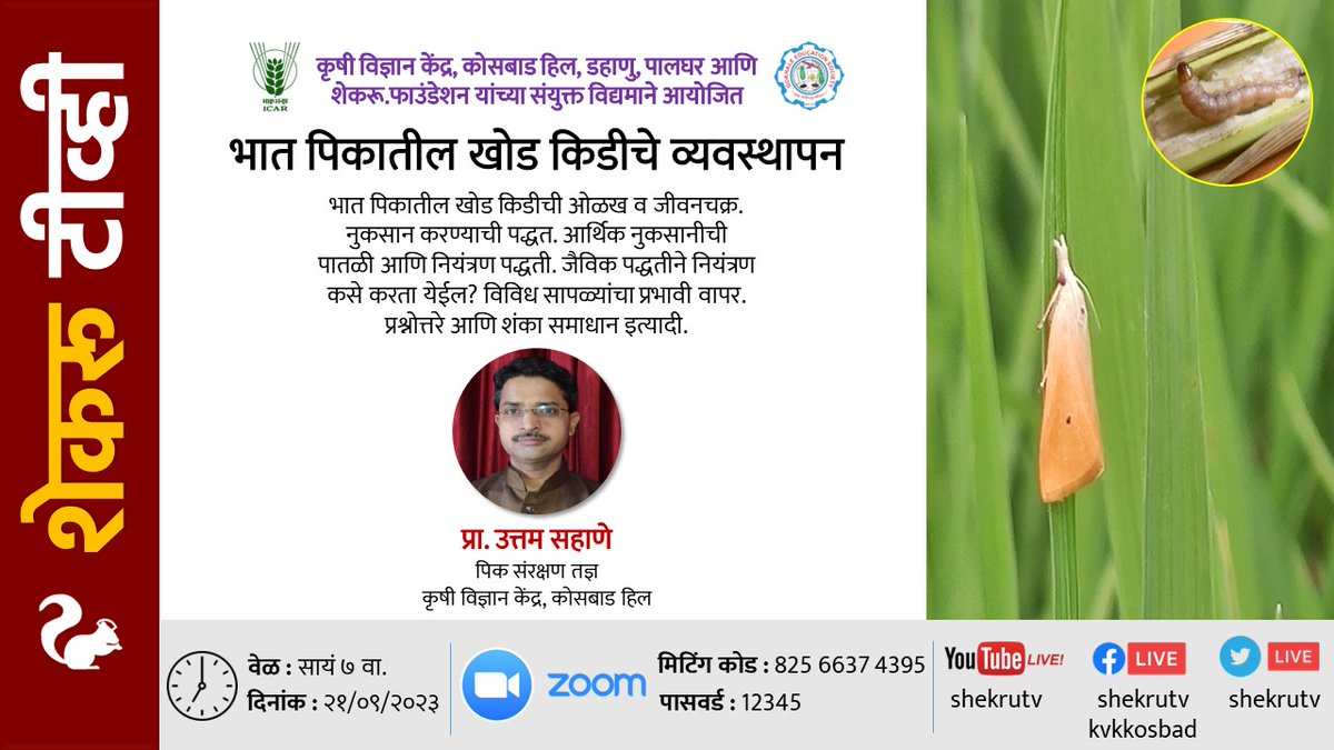 shekruTV's tweet photo. With @kosbad
#भात पिकातील #खोड #किडी चे व्यवस्थापन
उत्तम सहाणे
#पिक #संरक्षण तज्ञ
#कृषी विज्ञान केंद्र #कोसबाडहिल
२१/९ सायं ७
Mgmt of #StemBorer in #Paddy/#Rice
Sub Specialist #CropProtection
#Krishi Vigyan Kendra #KosbadHill #Palghar
21/9 7pm
#kvk #icar https://t.co/IsnTESpsK7