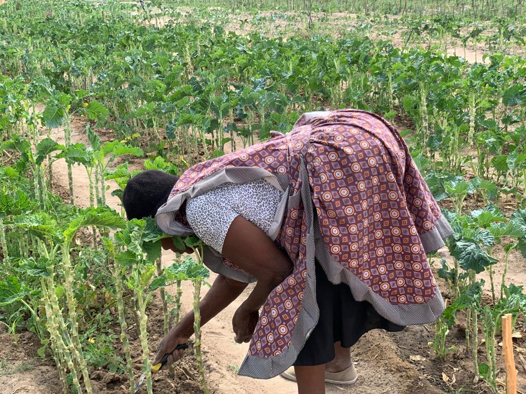 citezw's tweet photo. #WeTheFuture: Residents of Ward 2 Diba in Plumtree are looking for marketing opportunities to sell their farm produce. Men and women who have been growing vegetables at Mgandane community garden have stated that all profits from the garden will be used to contribute to the development of their community.
#Asakhe 
#communitydevelopment @noza10