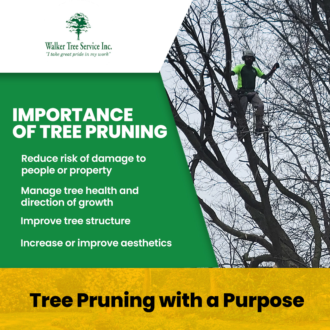 TreeWalker's tweet image. Our skilled arborists precisely remove dead, diseased, or overgrown branches, ensuring your trees flourish and thrive for years to come. Call us today to schedule your consultation!
#LocalBusiness #NorthoftheRiver #ExperiencedTreeService #TreePruning