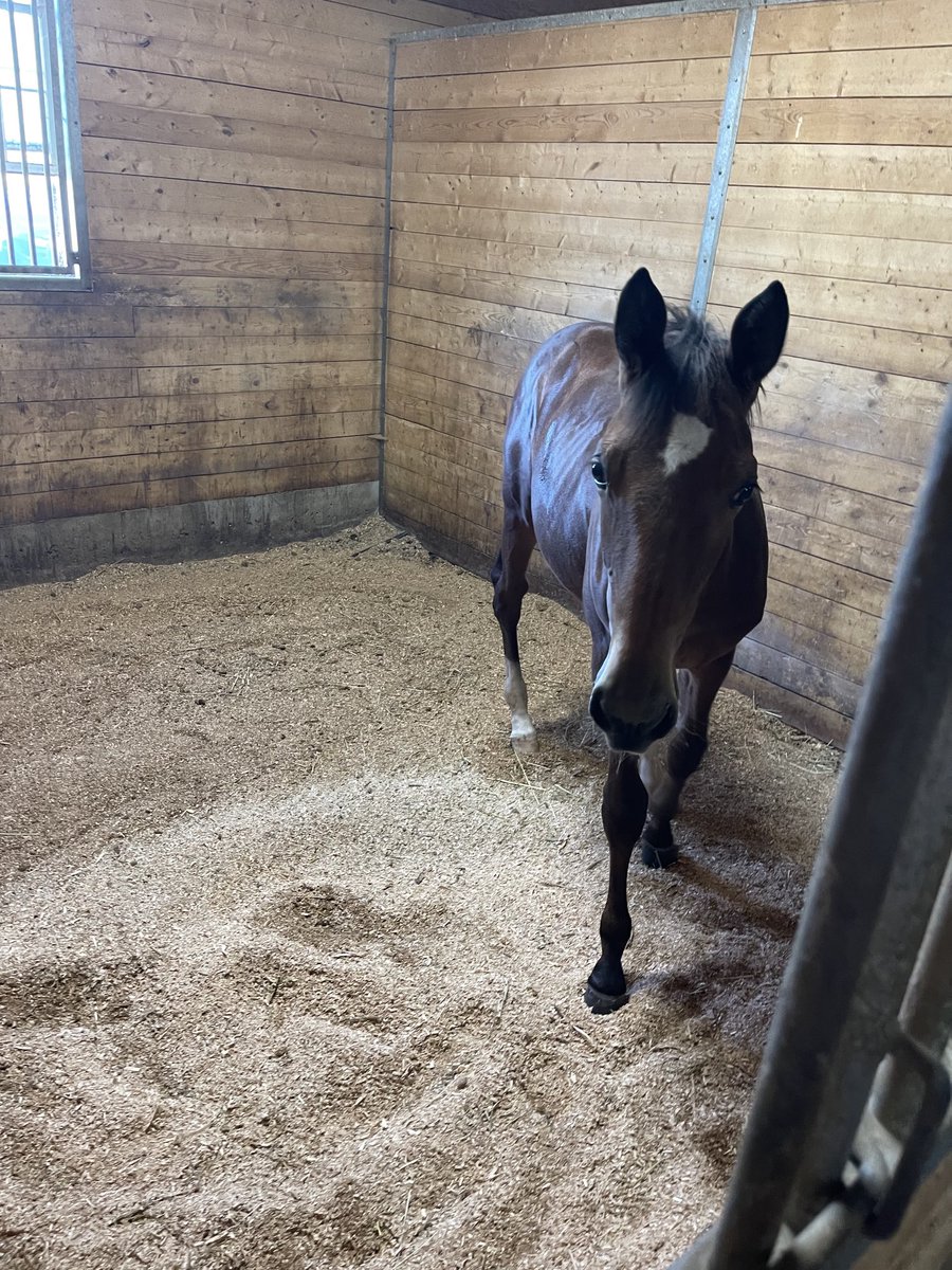 LusiAndAlbert's tweet image. He’s getting so big. Happy Wednesday from, Magical Dundas. #horselover #herdfamily #homebread