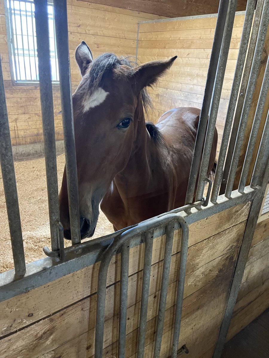 LusiAndAlbert's tweet image. He’s getting so big. Happy Wednesday from, Magical Dundas. #horselover #herdfamily #homebread