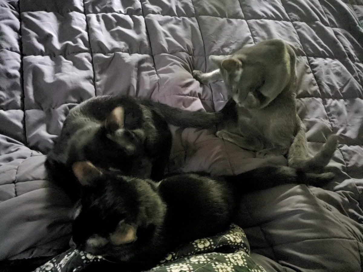 granmalalafell's tweet photo. Weighted kitties on top of a weighted blanket makes for getting Gran'ma's morning coffee VERY difficult!
#CatNapped https://t.co/ydRcWdeuXs