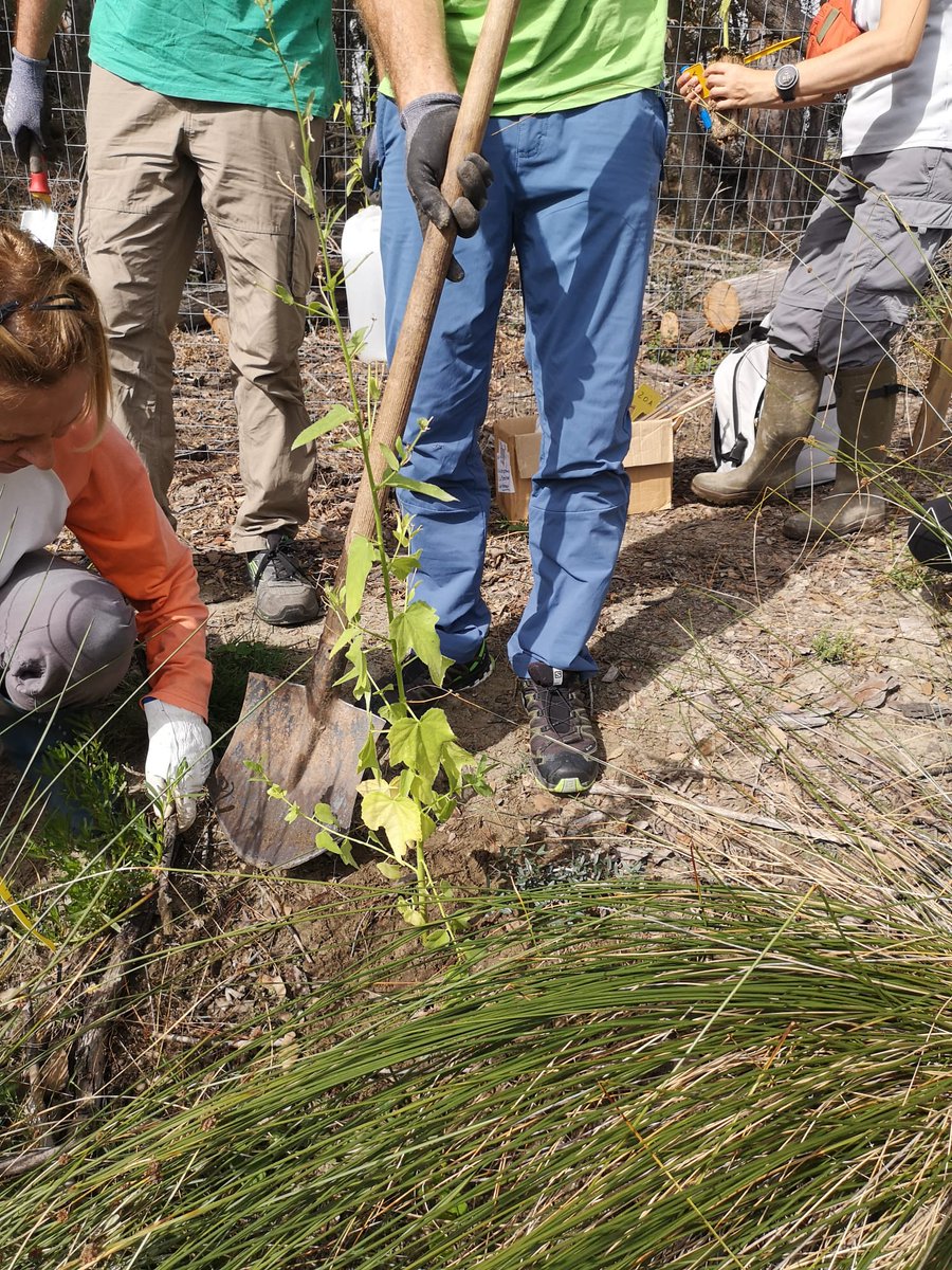 LIFE SEEDFORCE tweet media