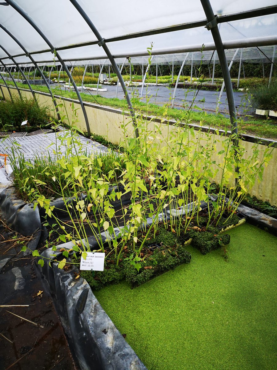 LIFE SEEDFORCE tweet media