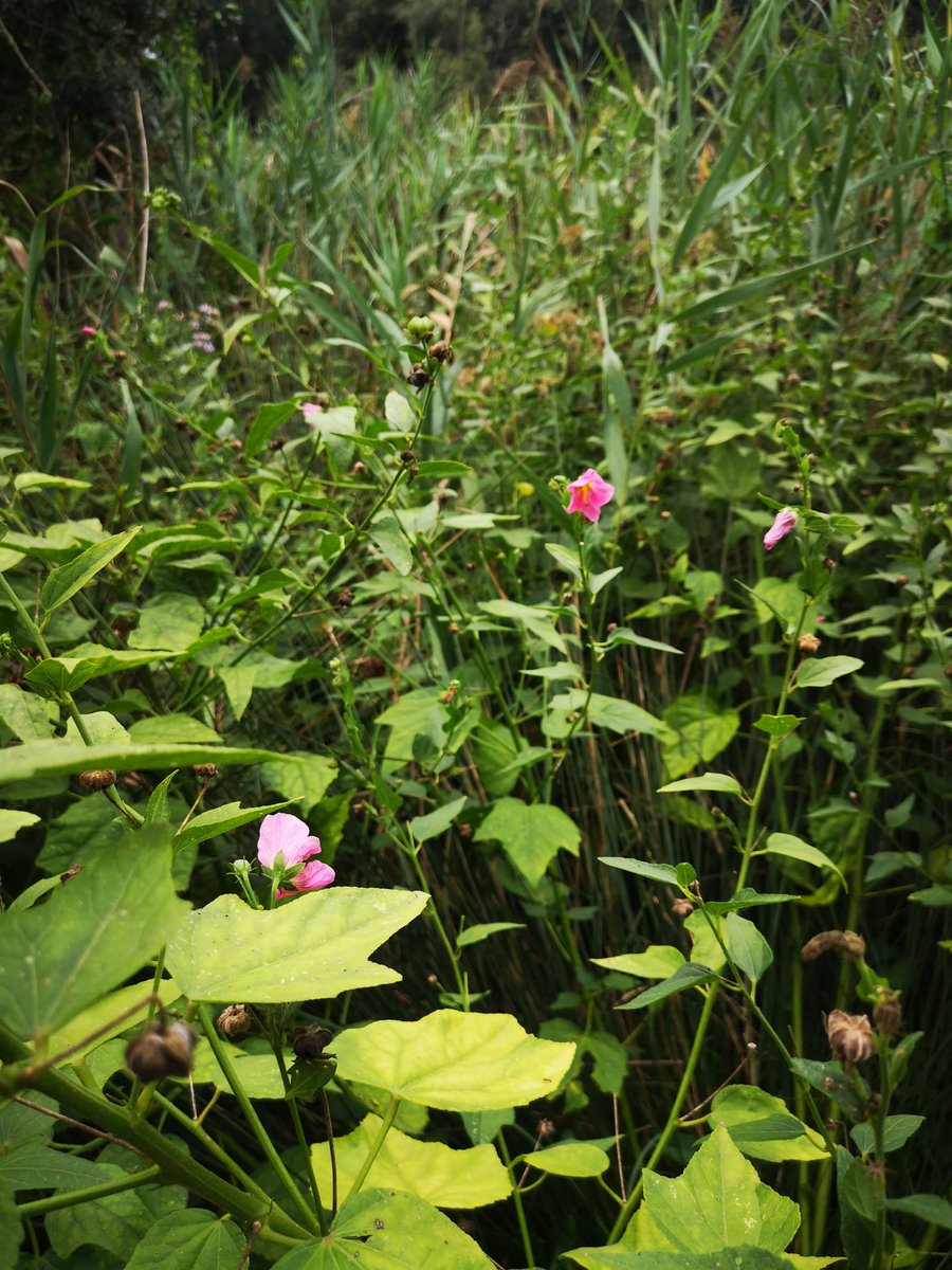 LIFE SEEDFORCE tweet media