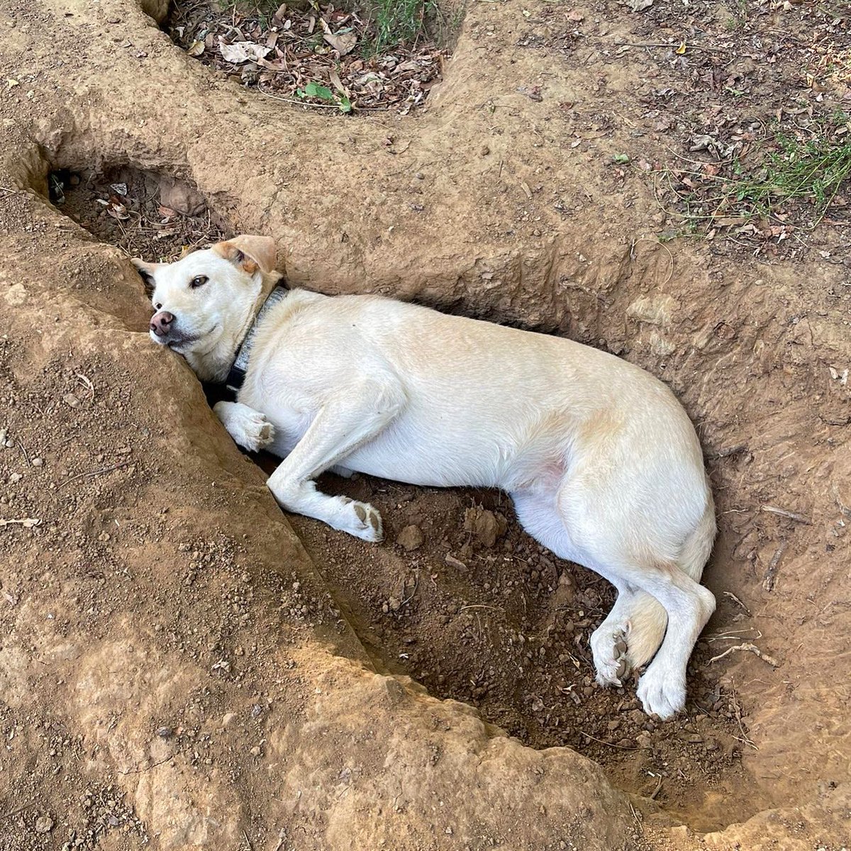 Penny in her carefully dug penny-shaped hole 😭 

#dogshelter #rescuedogs #adoptdontshop #doglover #sancturydog
