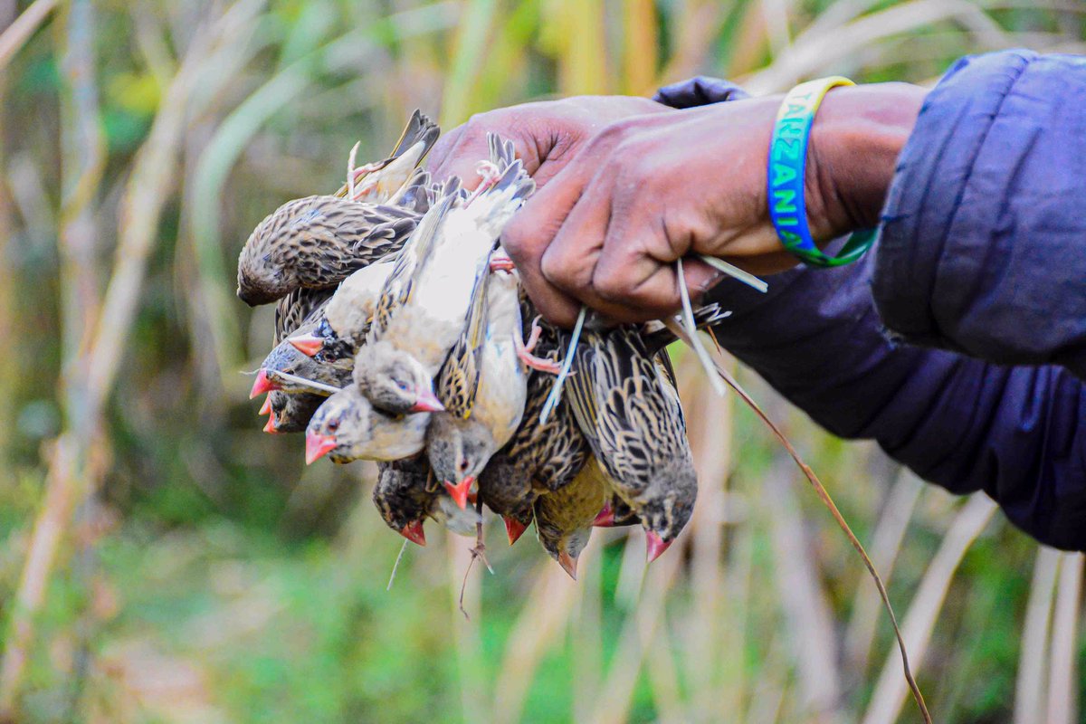 TPHPA_Official's tweet photo. SERIKALI kupitia Mamlaka ya Afya Mimea na Viuatilifu Tanzania imefanikiwa kudhibiti Makundi ya Ndege waharibifu aina ya Kwelea Kwelea zaidi ya Milioni 5 na kuokoa zaidi ya Ekari 1000 za zao la mpunga lililolimwa kipindi cha kiangazi Mkoani Manyara, na kuvamiwa na visumbufu https://t.co/icoeST0ZrW