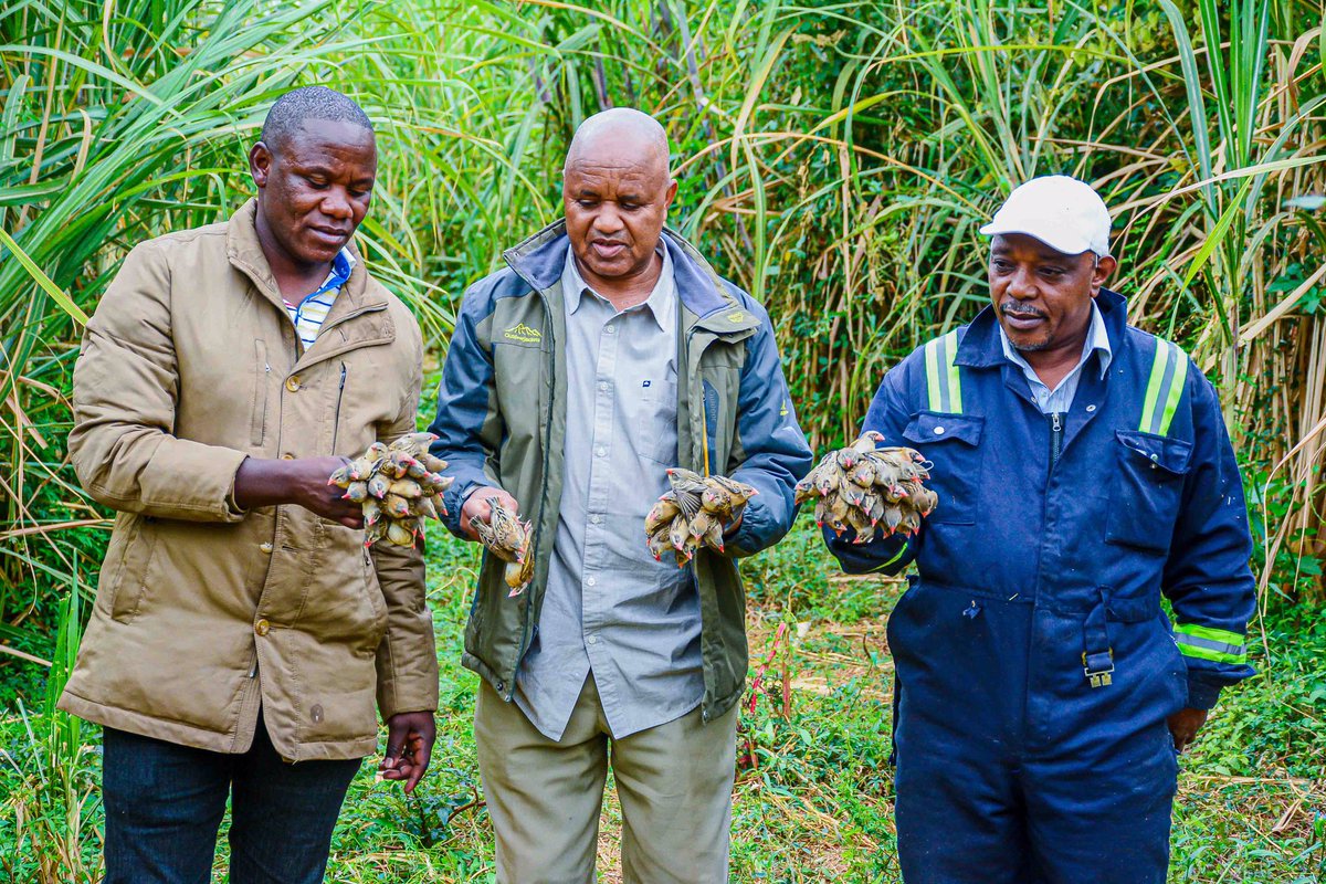TPHPA_Official's tweet photo. SERIKALI kupitia Mamlaka ya Afya Mimea na Viuatilifu Tanzania imefanikiwa kudhibiti Makundi ya Ndege waharibifu aina ya Kwelea Kwelea zaidi ya Milioni 5 na kuokoa zaidi ya Ekari 1000 za zao la mpunga lililolimwa kipindi cha kiangazi Mkoani Manyara, na kuvamiwa na visumbufu https://t.co/icoeST0ZrW
