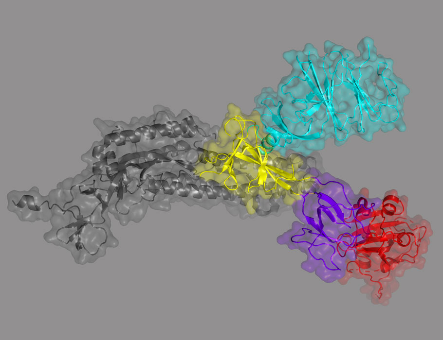 Scientists at <a href="/moderna_tx/">Moderna</a> present an mRNA #COVID19 vaccine that encodes the receptor-binding domain and N-terminal domains instead of the whole spike protein, leading to superior immune responses in mice and better storage stability. scim.ag/4af <a href="/ScienceTM/">Science Translational Medicine</a>