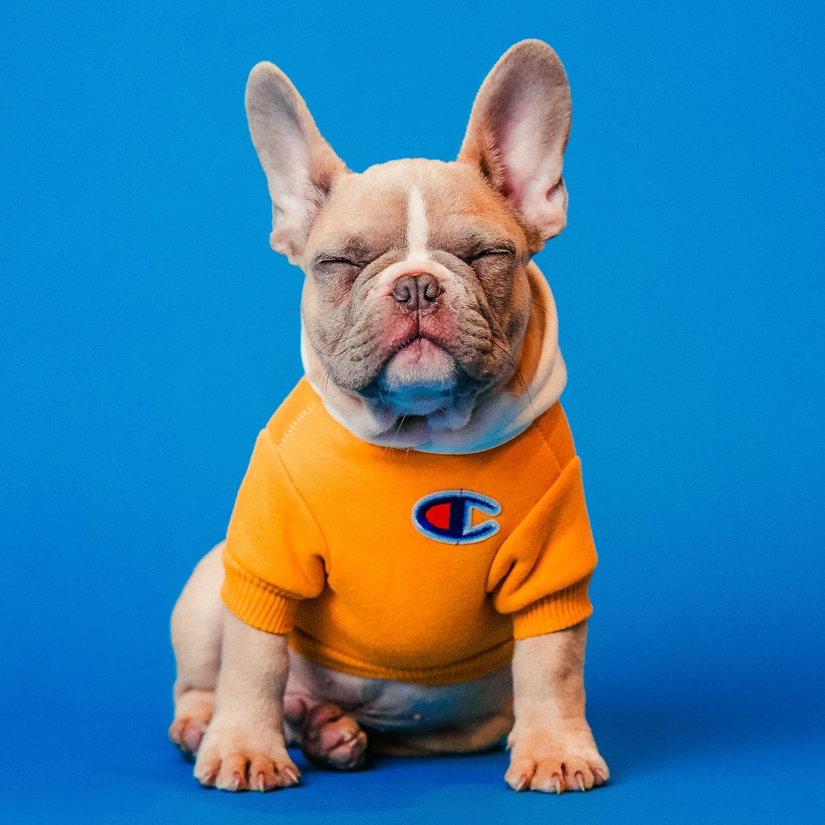 ZIPS Cleaners tweet media