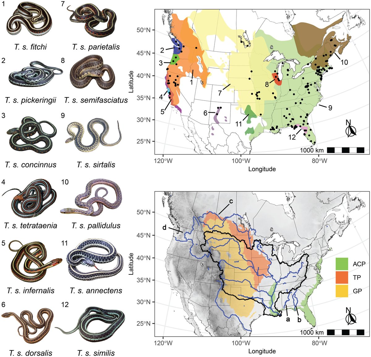 Genetic diversity and historical range shifts of the common gartersnake in North America. Four distinct lineages were identified, suggesting a Pliocene origin and complex expansion patterns influenced by major rivers and climate changes. doi.org/10.1111/jbi.14…