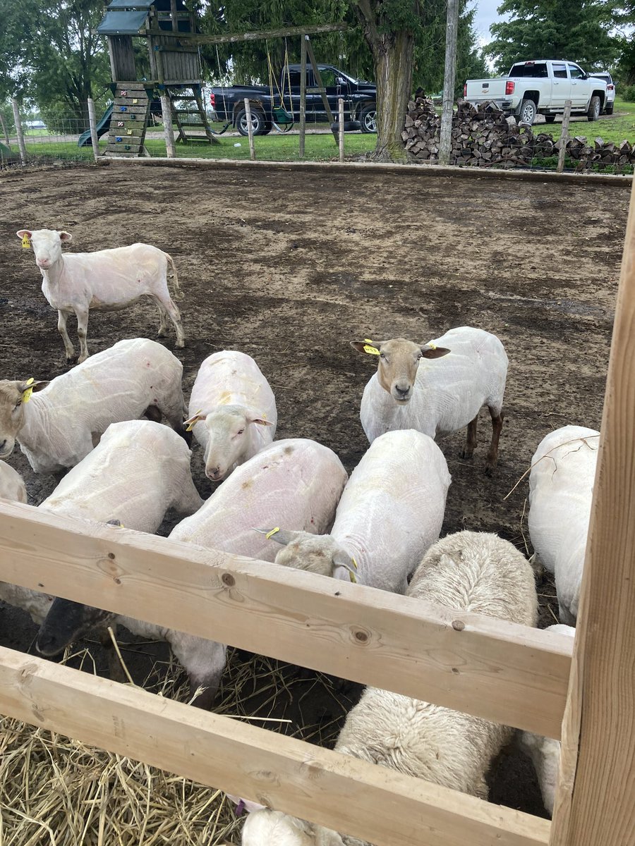 stephen_zettle's tweet photo. Selling 42 x bred ewes, 3-5 years old running with rams since July 9th. Selling at keady livestock market October 10th, also have 10 Great Pyrenees/ maremma pups https://t.co/xlAqzYnOEg