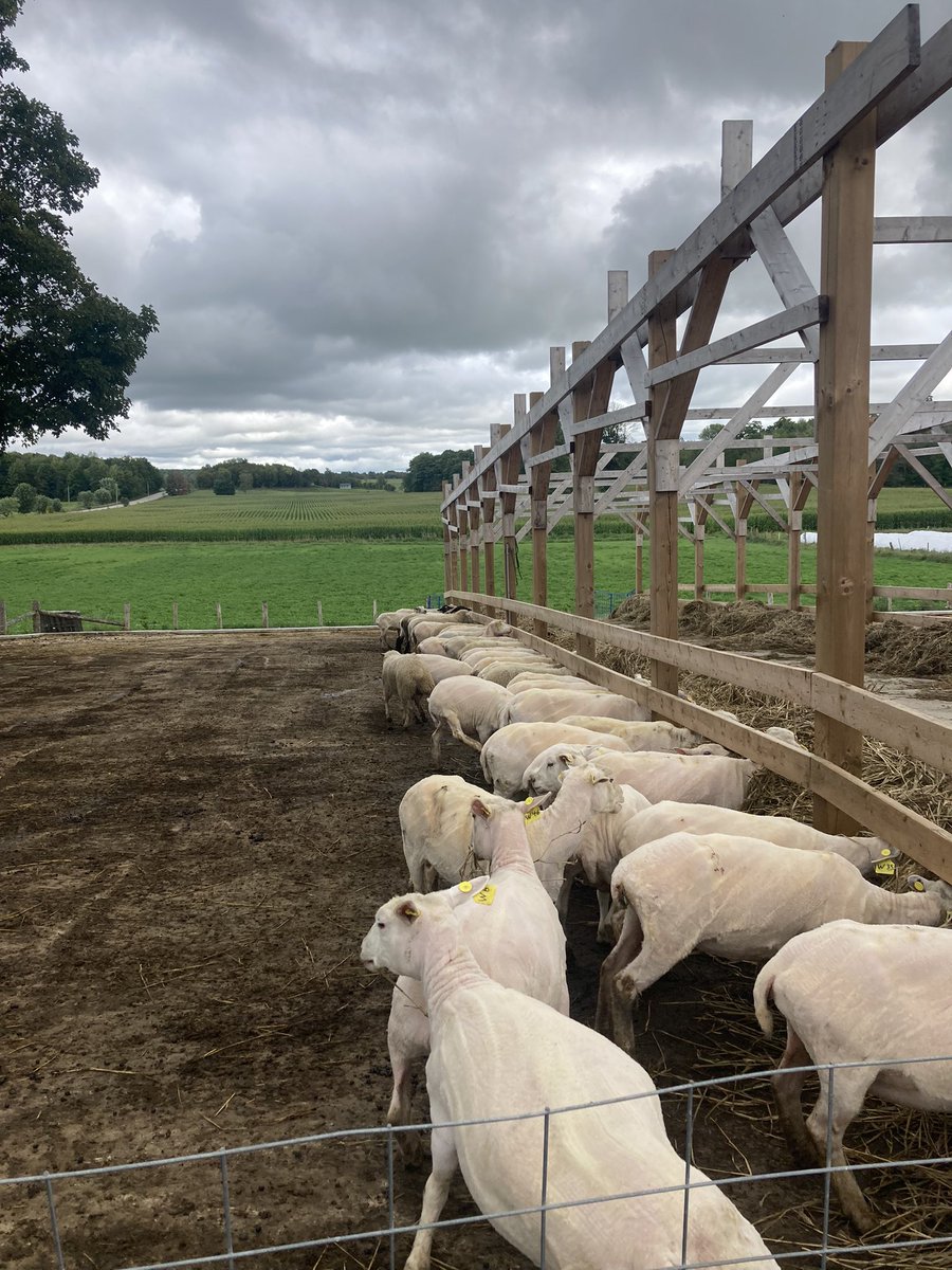 stephen_zettle's tweet photo. Selling 42 x bred ewes, 3-5 years old running with rams since July 9th. Selling at keady livestock market October 10th, also have 10 Great Pyrenees/ maremma pups https://t.co/xlAqzYnOEg