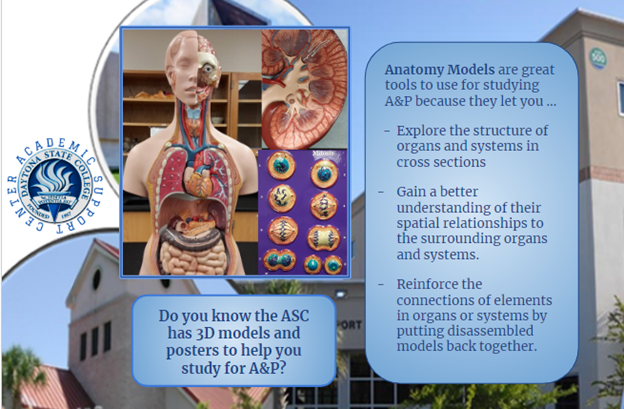 DSCASC's tweet photo. Do you know about the resources we have at your local Academic Support Center to help you in your Science Classes? ASC sites have science models and SI sessions, Reviews, and Mock Practicals (available in person and virtually). For more https://t.co/AZIqoH35Nl. https://t.co/ageUtSSjzB