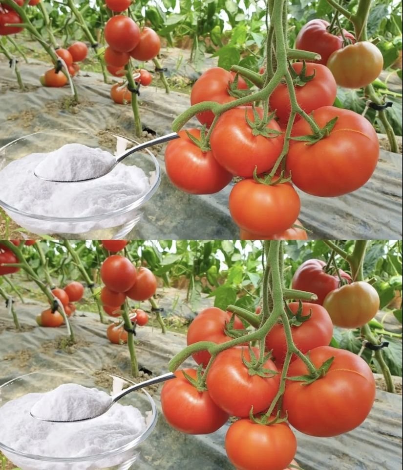 Baking soda, a versatile household staple, extends its utility beyond the kitchen.

In the garden, it serves as a natural fungicide, effectively combating fungal diseases in plants. Additionally, it helps regulate soil pH levels, creating an environment conducive to healthy plant