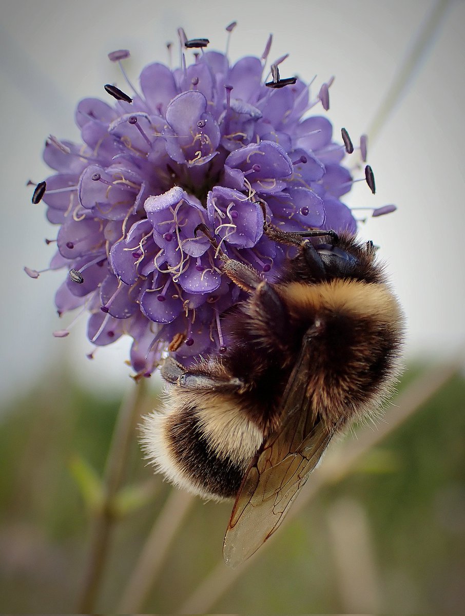 A meadow full of Devil's-bit scabious (Succisa pratensis) providing a buffet for all the bumblebees at Monks Wood 🌸💜 Here a Buff-tailed bumblebee (Bombus terrestris), I believe 🐝❤️ #WildWebsWednesday #bumblebee #bee #pollinators #flower #wildlife #insects #NatureBeauty #nature