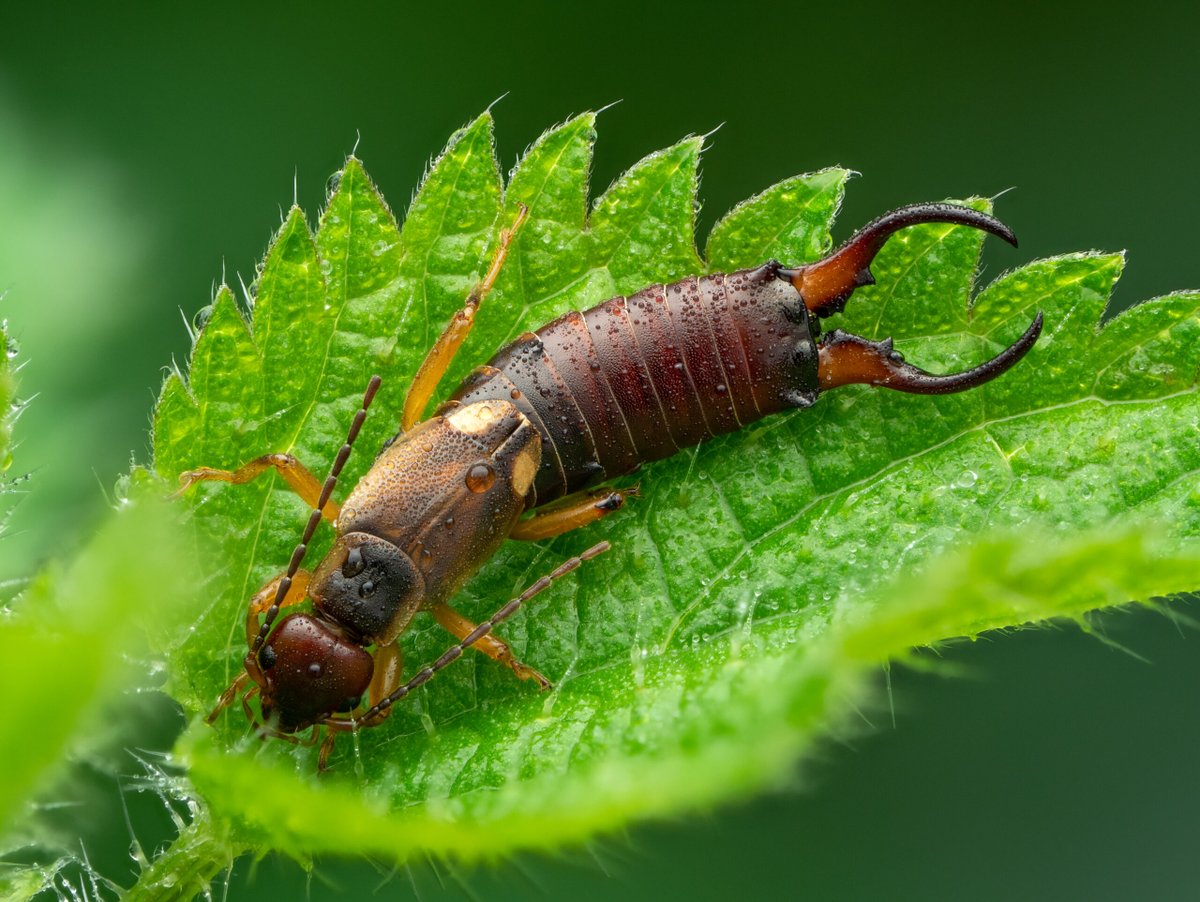 RoyEntSoc's tweet photo. #Earwigs act as the perfect natural enemy to reduce aphid numbers. They are not dangerous, poisonous or harmful to humans in any way.

Read more about these creatures and others with our #SmallStories series with @GdnsIllustrated 🌿⬇️

https://t.co/FtpyzGFwH6

📸 © Olivier Clerc https://t.co/9vBRwfROUw