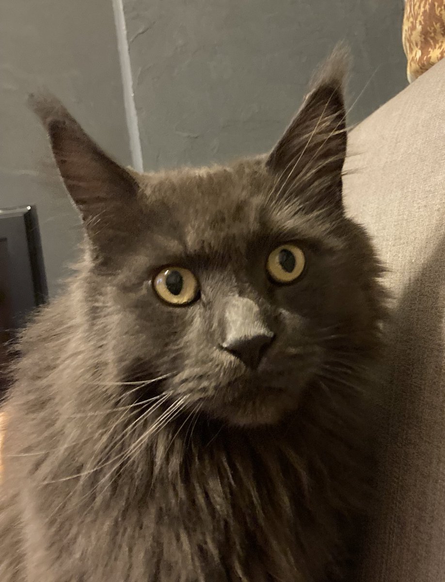 ✨✨Dr. Pounti tweet media