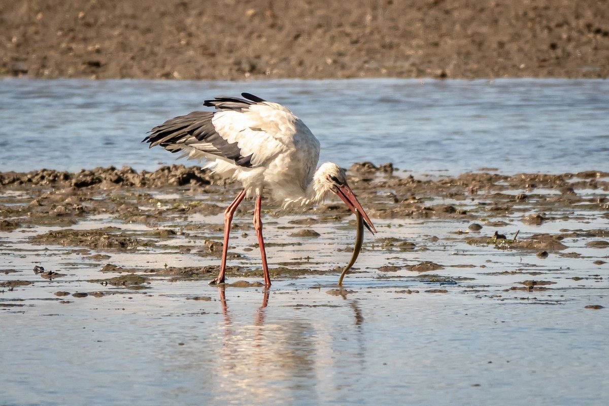 White stork