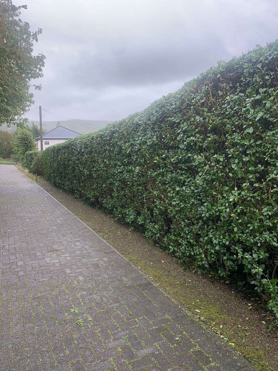 Hedge work carried out for new customer in largs. 110 metre of hedge was cut back and shaped next part of the job is conifers to be cut and shaped.  🌳