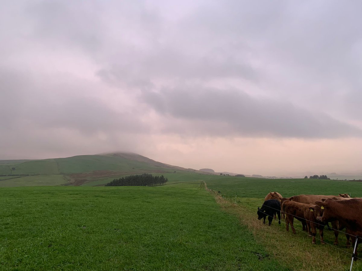 StabiliserBeef's tweet image. A few snaps from last week's farm tour of the Cappele herd, attended by an impressive group from Ruthin Young Farmers. 

#youngfarmers #stabilisercattle #stabiliser #cattle #farming #livestock #farm #britishbeef #sucklerherd #sucklerfarm #walesyfc