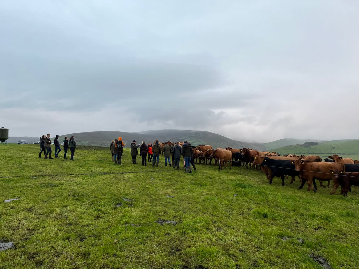 StabiliserBeef's tweet image. A few snaps from last week's farm tour of the Cappele herd, attended by an impressive group from Ruthin Young Farmers. 

#youngfarmers #stabilisercattle #stabiliser #cattle #farming #livestock #farm #britishbeef #sucklerherd #sucklerfarm #walesyfc