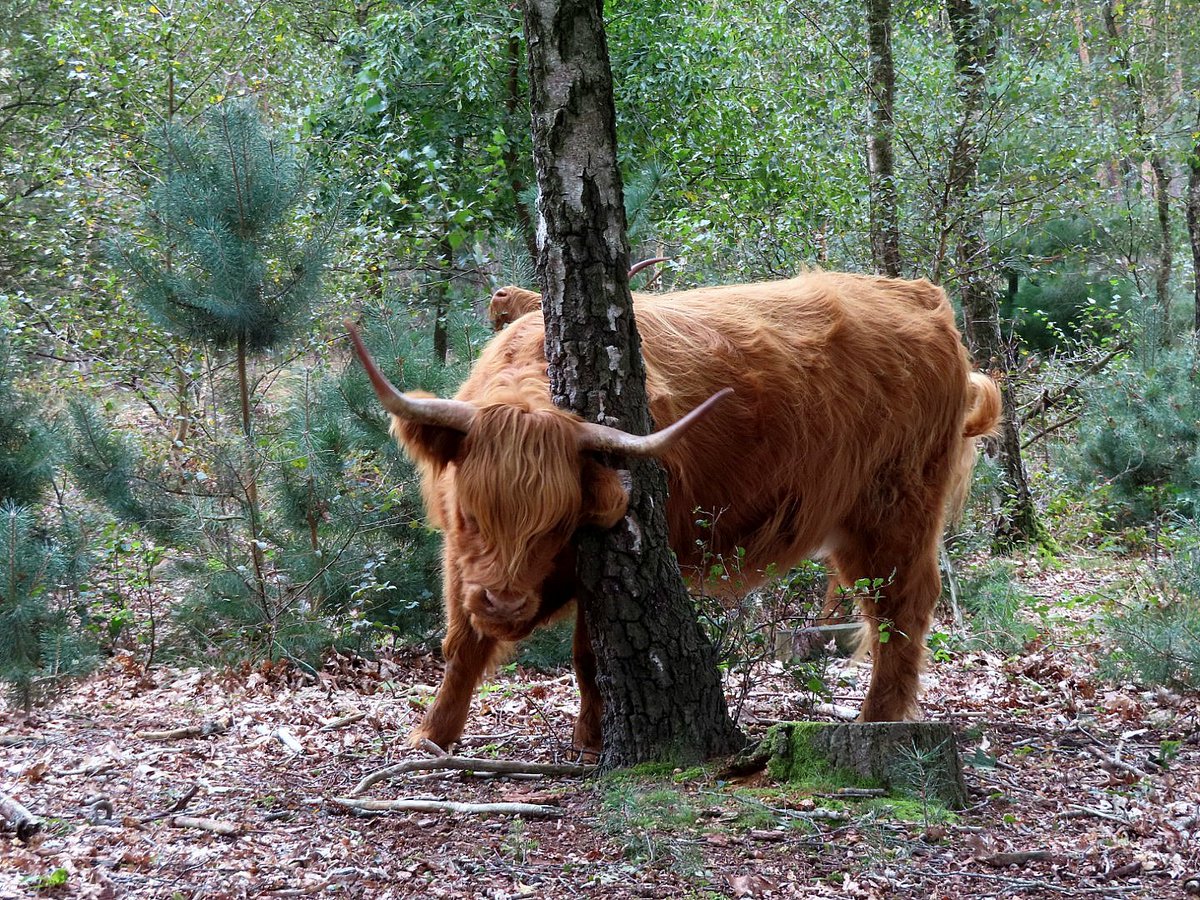 iet1234's tweet photo. Afternoon everyone, my meeting today ...
#scottishhighlander #nature #September20 #ThePhotoHour https://t.co/kmkL05YZ6h