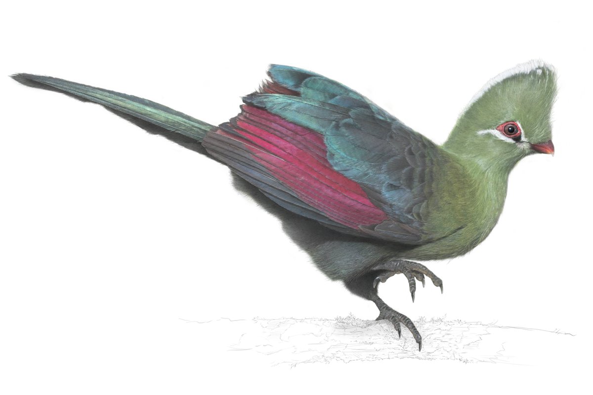 BRillustrations's tweet photo. QRT with your wing art you say?

And just in case you fancy owning one...
https://t.co/4IN4bo00nR https://t.co/9BHrt797SW