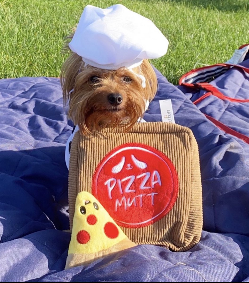 Happy National Pepperoni Pizza Day 🍕 May I take your order? #NationalPepperoniPizzaDay #pizza #PepperoniPizzaDay #cute #love #DogsOfTwitter #DogsofX #DogsOnTwitter #dogsarefamily