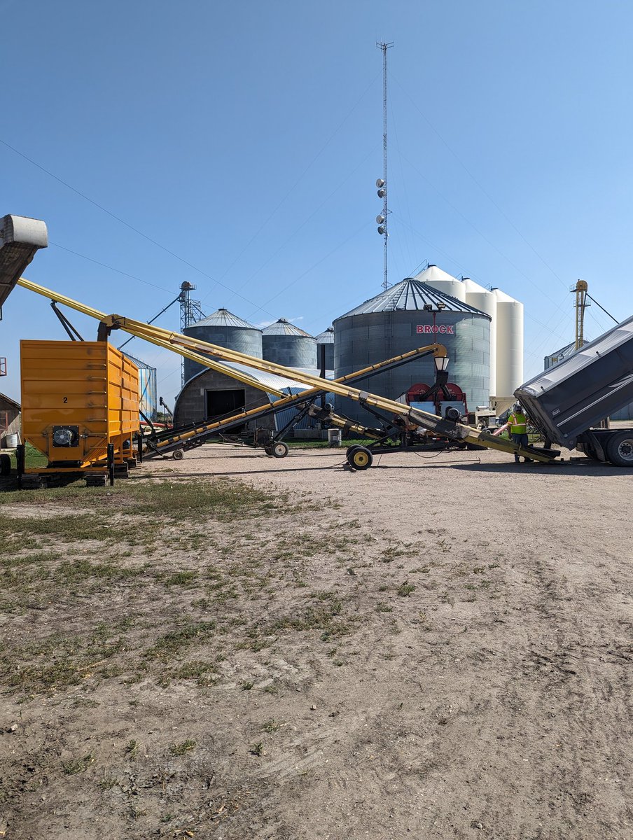 Dloe10's tweet photo. Lifting spuds, seeding fall rye, combining canola, and drying hemp. Harvest is busy and I love it🏃🏼🏃🏼 https://t.co/atV8eHp9nE