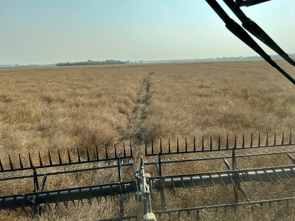 Dloe10's tweet photo. Lifting spuds, seeding fall rye, combining canola, and drying hemp. Harvest is busy and I love it🏃🏼🏃🏼 https://t.co/atV8eHp9nE